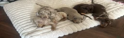 Dachshund dogs for stud: KC Dachshund (Miniature) Stud DNA HEALTH ✅ - Advert 3