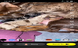 Miniature Dachshund dogs for sale: Miniature dachshund  - Image 4