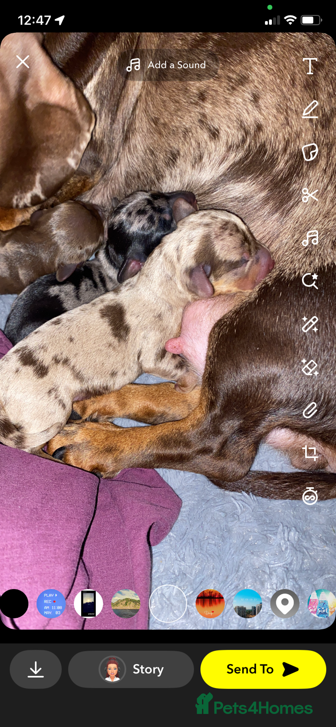 Miniature Dachshund dogs for sale: Miniature dachshund  - Image 4