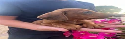 Dachshund dogs for sale: 3 miniature dachshund puppy’s 🐶 - Advert 9