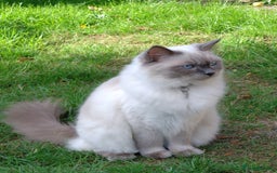 Ragdoll cats for sale: Blue point purebred ragdoll girl  - Image 26
