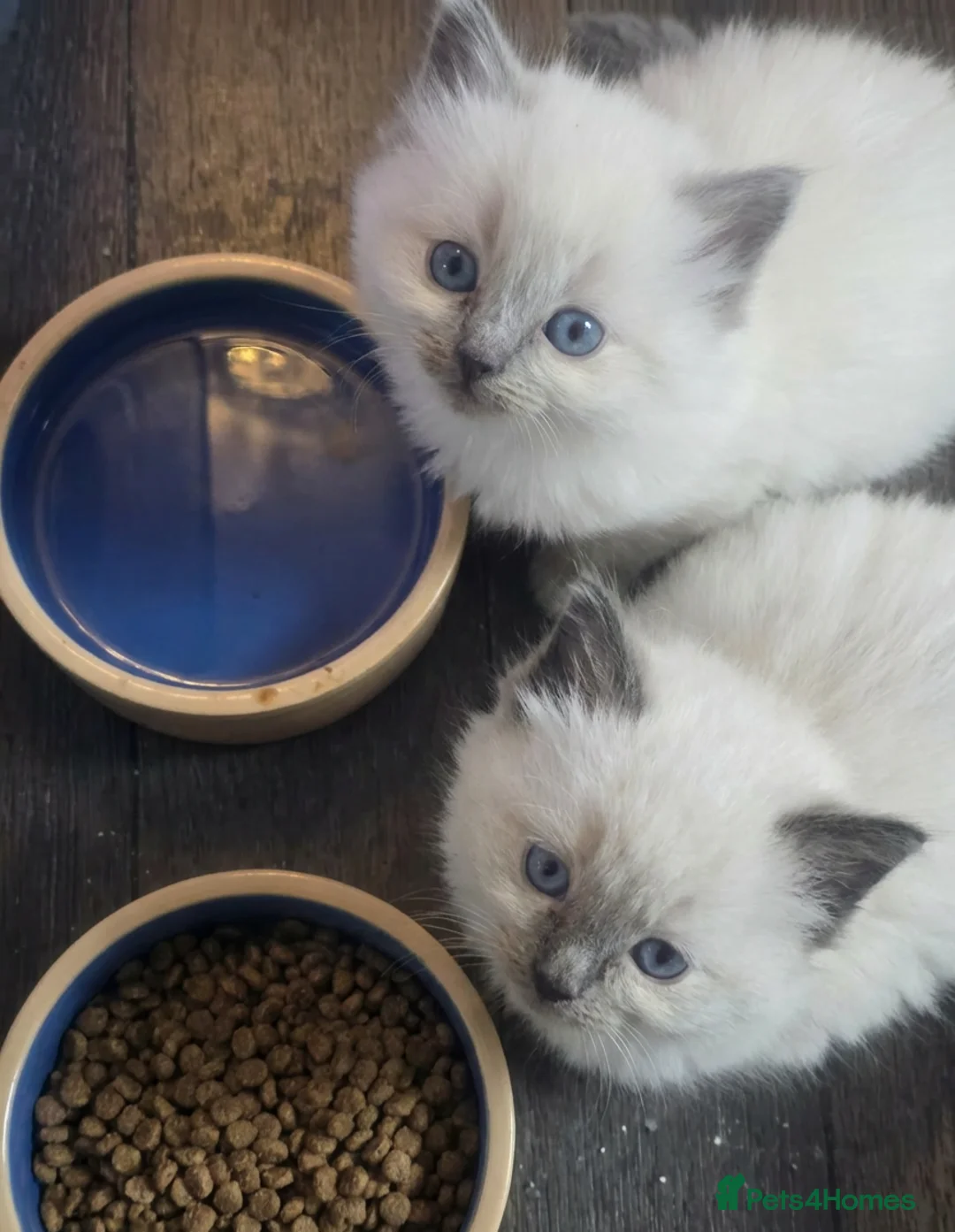 Ragdoll cats for sale: Beautiful ragdoll kittens  - Advert 1