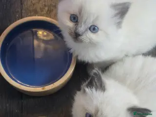 Ragdoll cats Beautiful ragdoll kittens - Advert 1