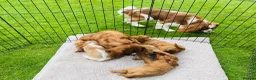 Cavalier King Charles Spaniel dogs for sale: Cavalier King Charles  in Deal - Advert 8