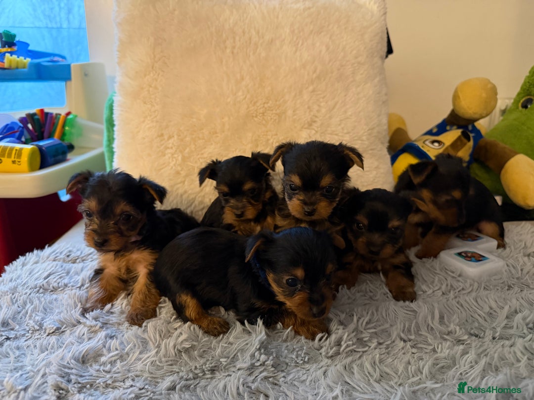 Yorkshire Terrier dogs for sale: Miniature Yorkshire terrier  - Advert 7
