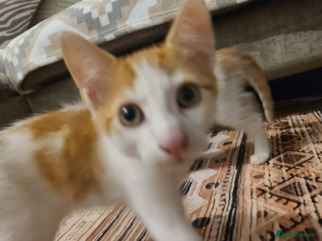 Mixed Breed cats for sale: Kittens  - Image 4