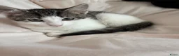 Mixed Breed cats for sale: mother cat and kitten for sale open offers in Barking - Advert 6