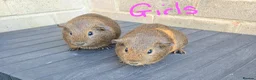 Guinea Pig rodents for sale: 2 Girls and 2 Boys looking for their forever home in Matlock - Advert 1