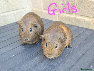 Guinea Pig rodents 2 Girls and 2 Boys looking for their forever home - Advert 11
