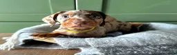 Dachshund dogs for sale: Stunning Standard Datchhound puppies    - Advert 13