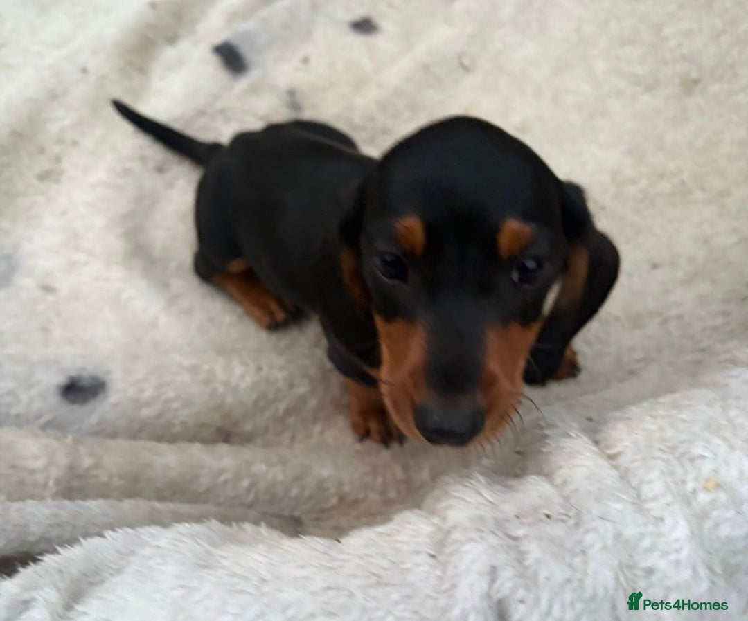 Miniature Dachshund dogs for sale: Gorgeous miniature Dachshund rainbow litter - Image 4
