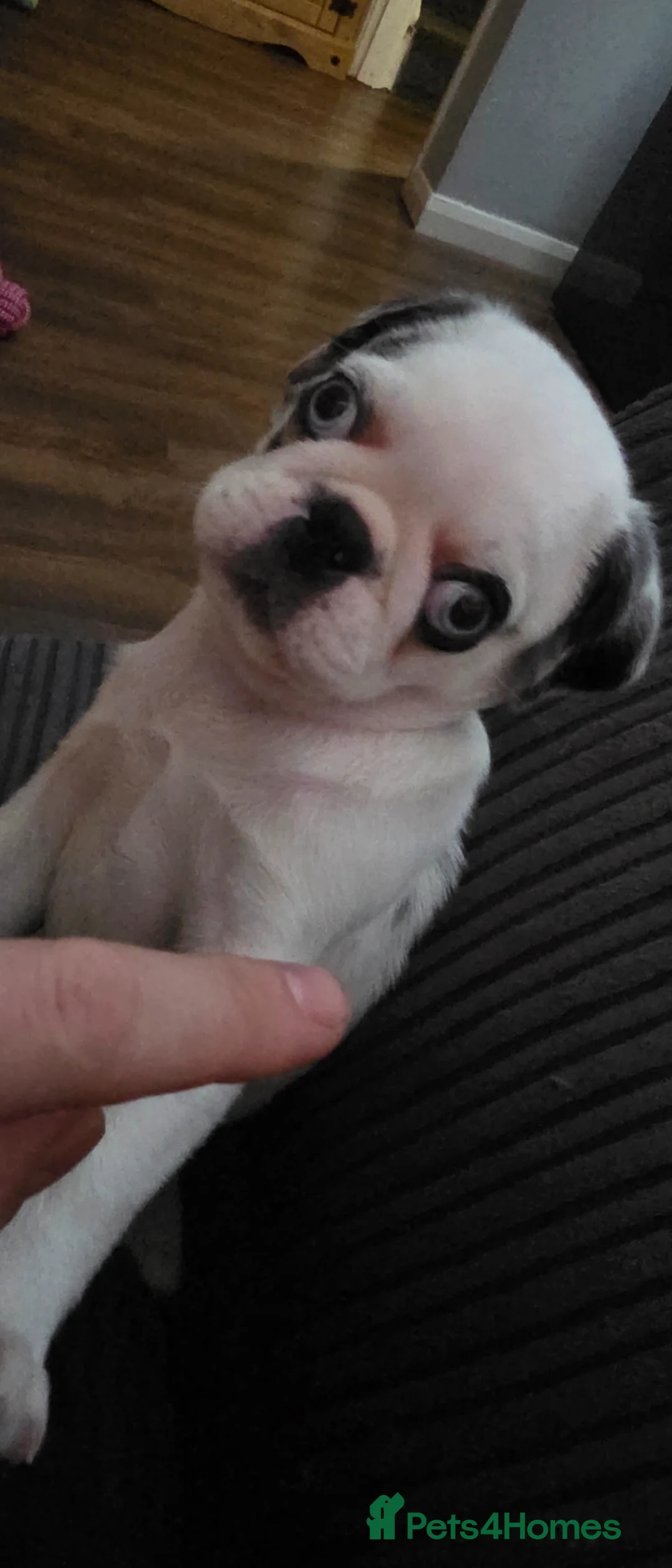 Pug dogs for sale: Reverse Panda Pug  - Advert 9
