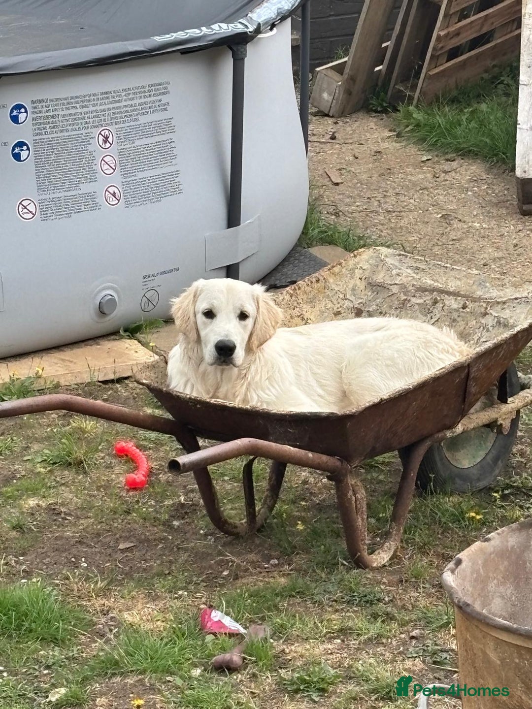 Golden Retriever dogs for sale: Golden retriever puppy  - Image 1