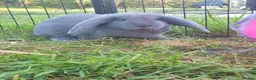 French Lop rabbits for sale: Beautiful Grey French Lops in Woodbridge - Advert 3