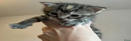 British Shorthair cats for sale: Beautiful litter of kittens  in Sittingbourne - Advert 8