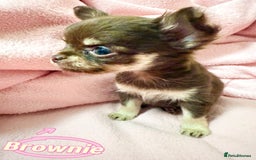 Chihuahua dogs for sale: 🔥 Adorable long-haired Chihuahua puppies for sale - Image 14