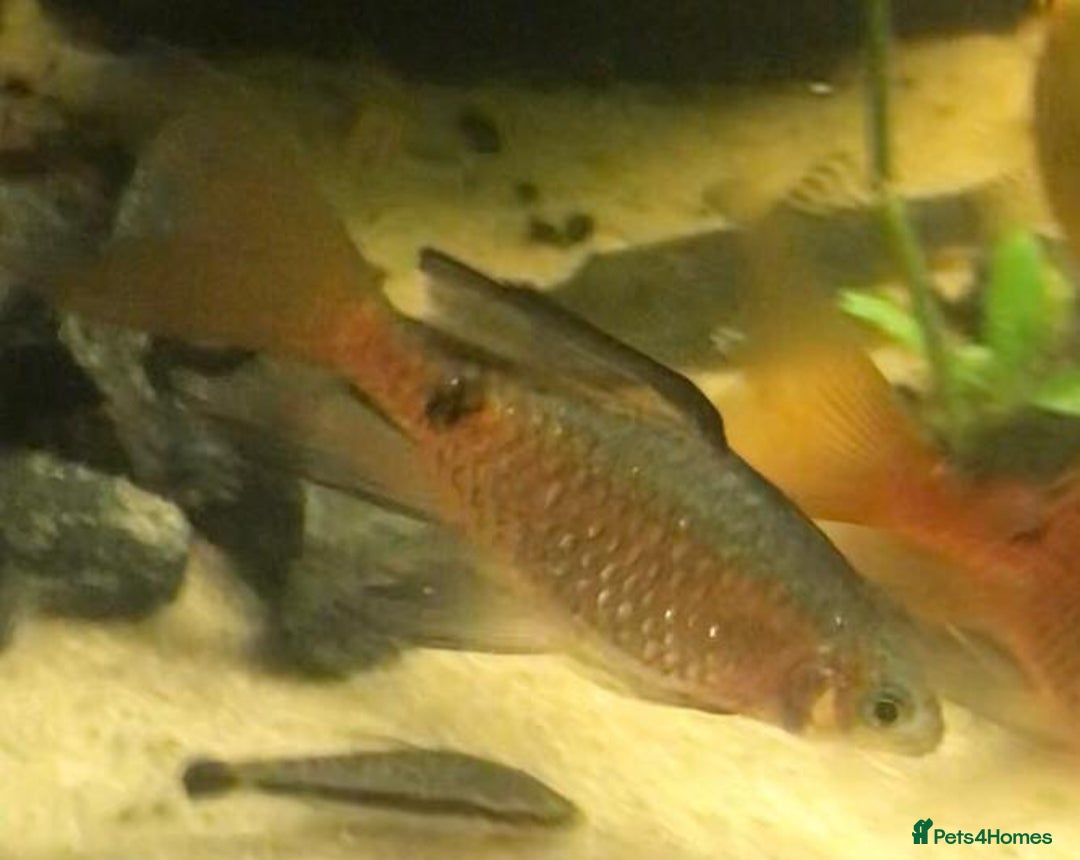 Other/Mixed Breed fish for sale: All fish sold individually for 10£ (info below) - Image 2