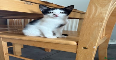 Domestic Shorthair cats - Advert 14