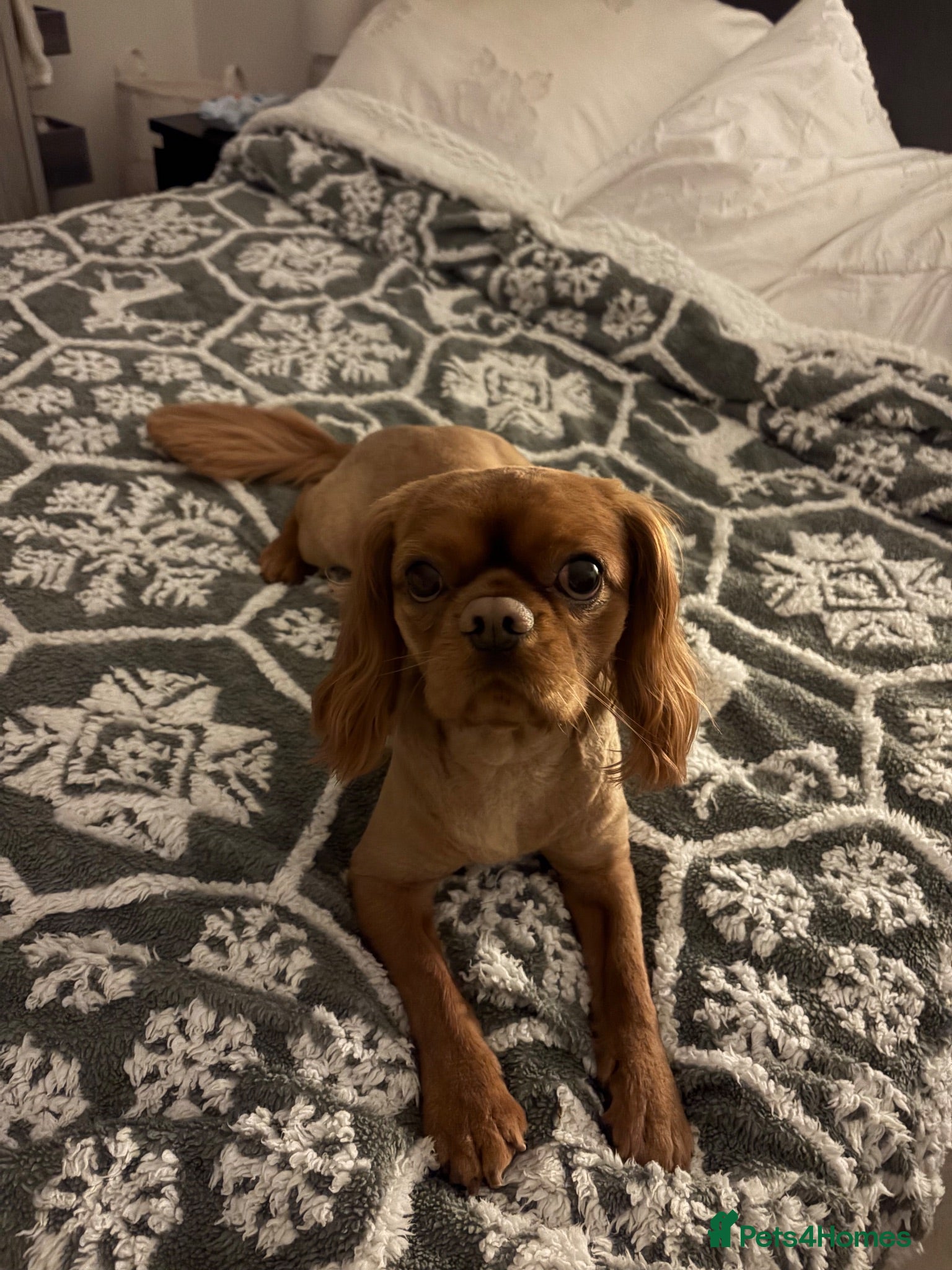 Cavalier King Charles Spaniel dogs Arlo  - Advert 2