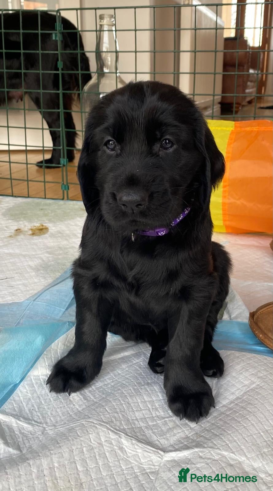 Flat coated Retriever dogs KC Reg Flat Coated Retriever pups  - Advert 3