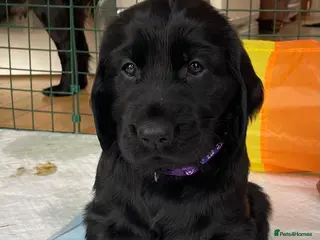 Flat coated Retriever dogs KC Reg Flat Coated Retriever pups - Advert 3