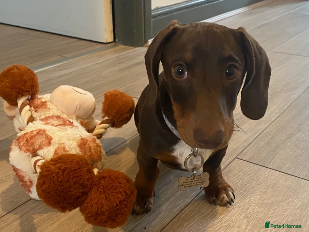 Miniature Dachshund dogs for sale: Miniature Dachshund  - Advert 2