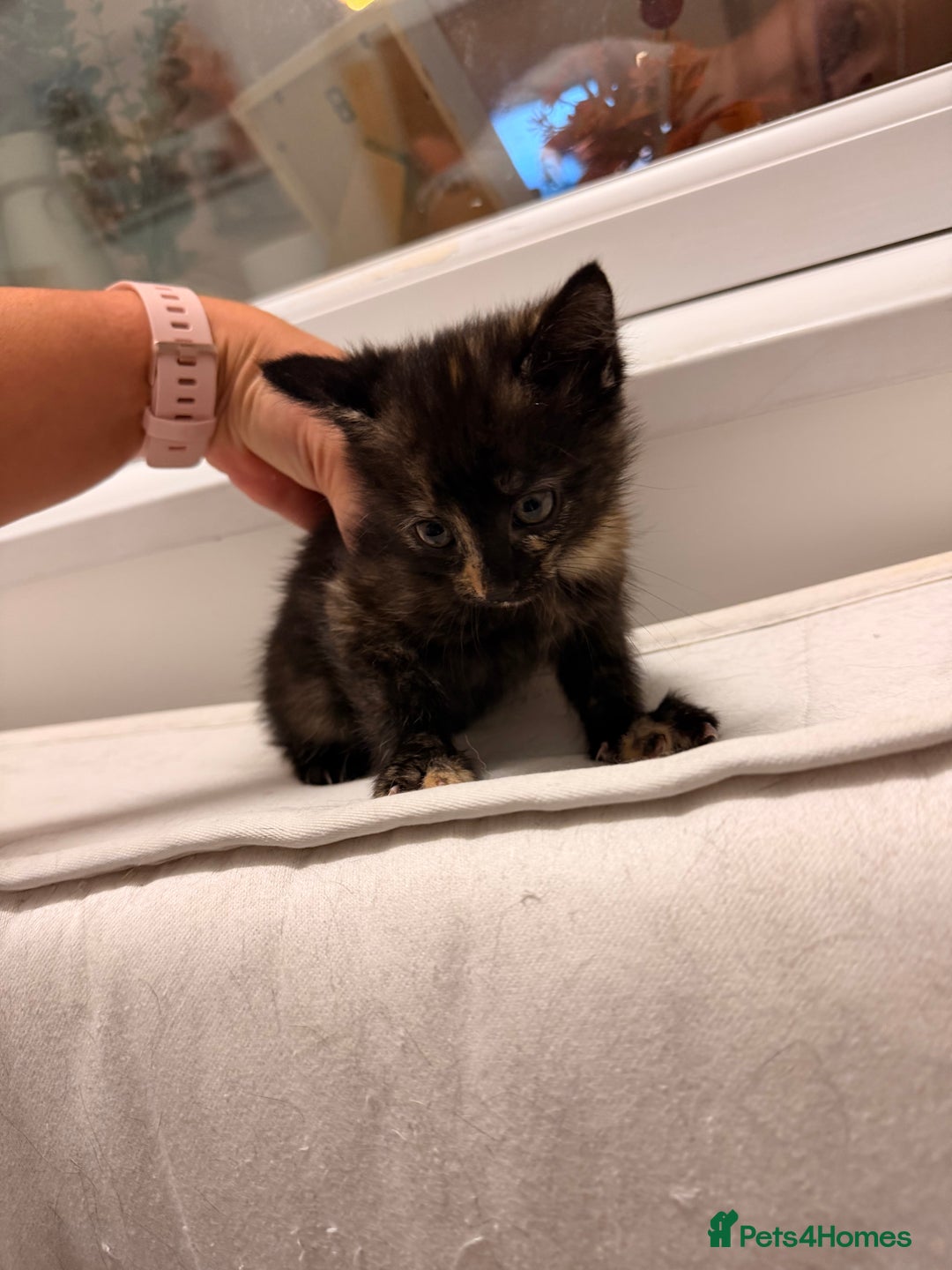 Mixed Breed cats for sale: Two female kittens for sale - Image 14
