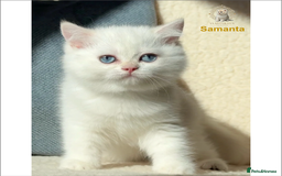 British Shorthair cats for sale: World Class Golden BSH/BLH Chinchilla, Shaded & CP - Image 25