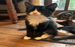 British Shorthair cats for sale: Loving kittens looking for a loving home - Image 8