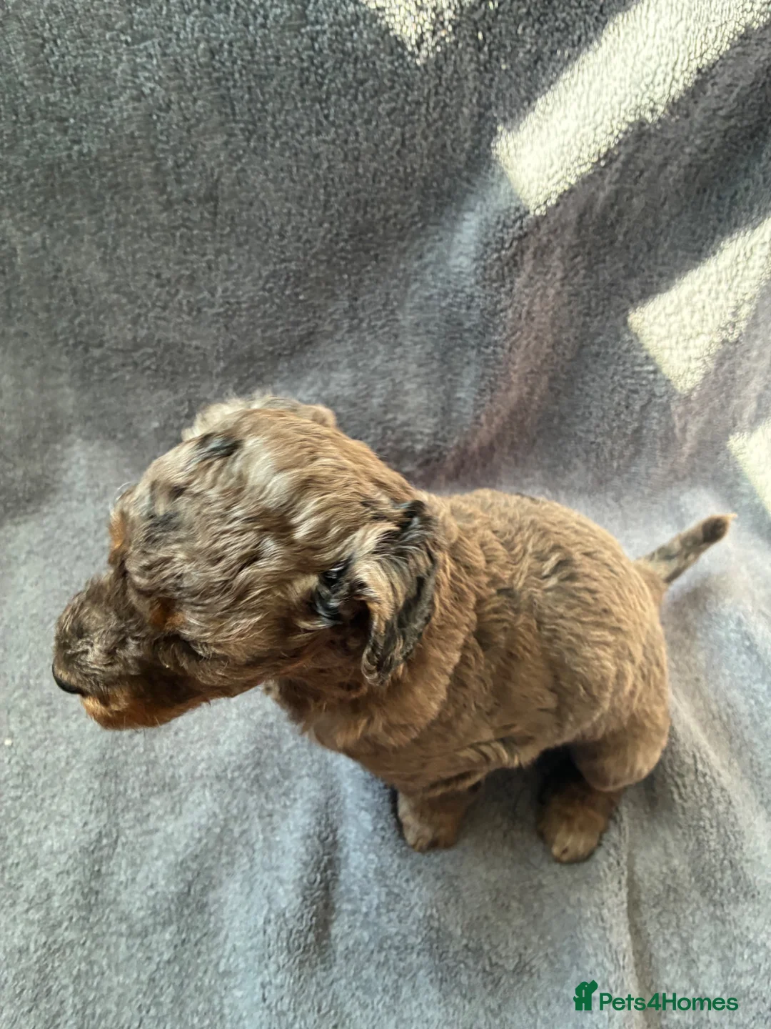 Sheepadoodle dogs for sale: Sheepadoodle puppies - Advert 27