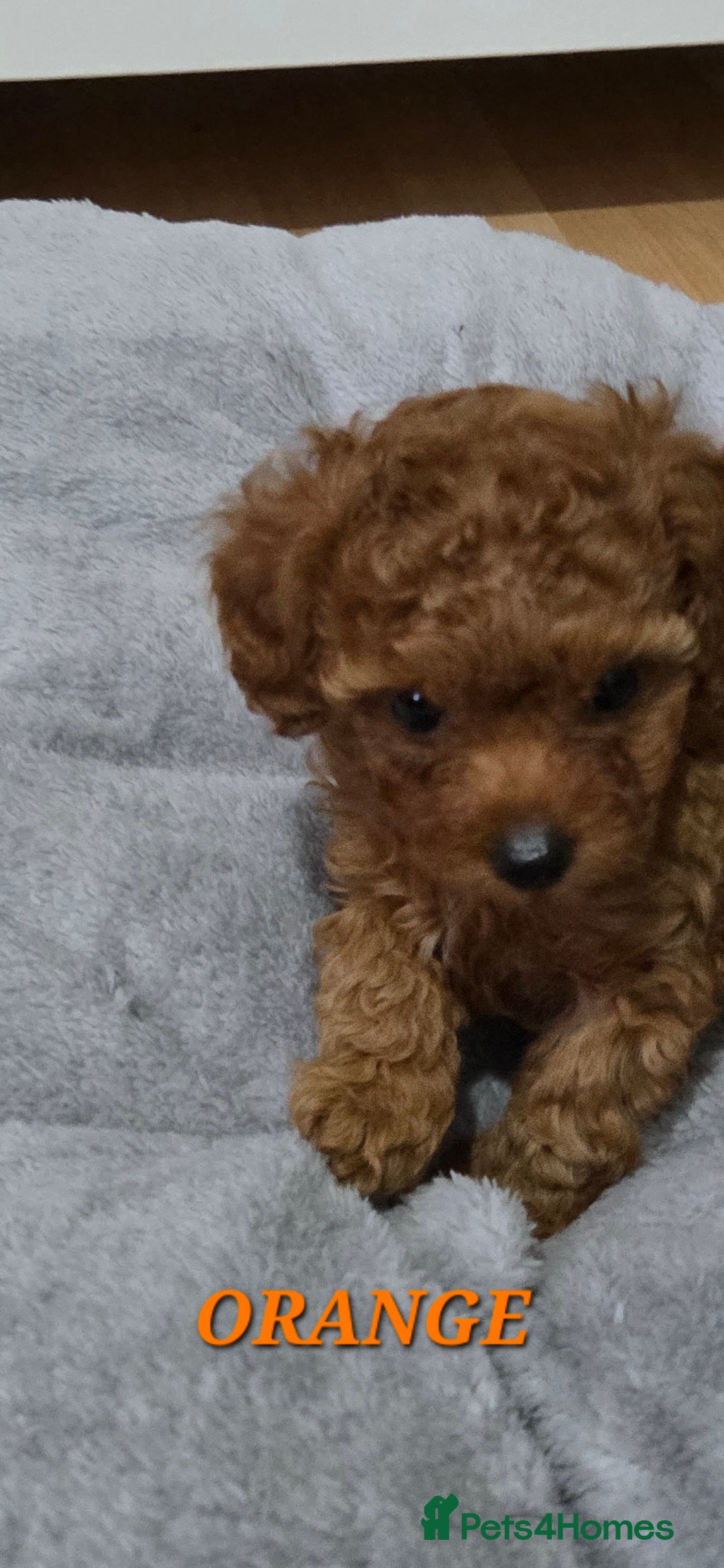 Mixed Breed dogs for sale: Toy / Aisan Poodle, Red Puppies - Advert 17