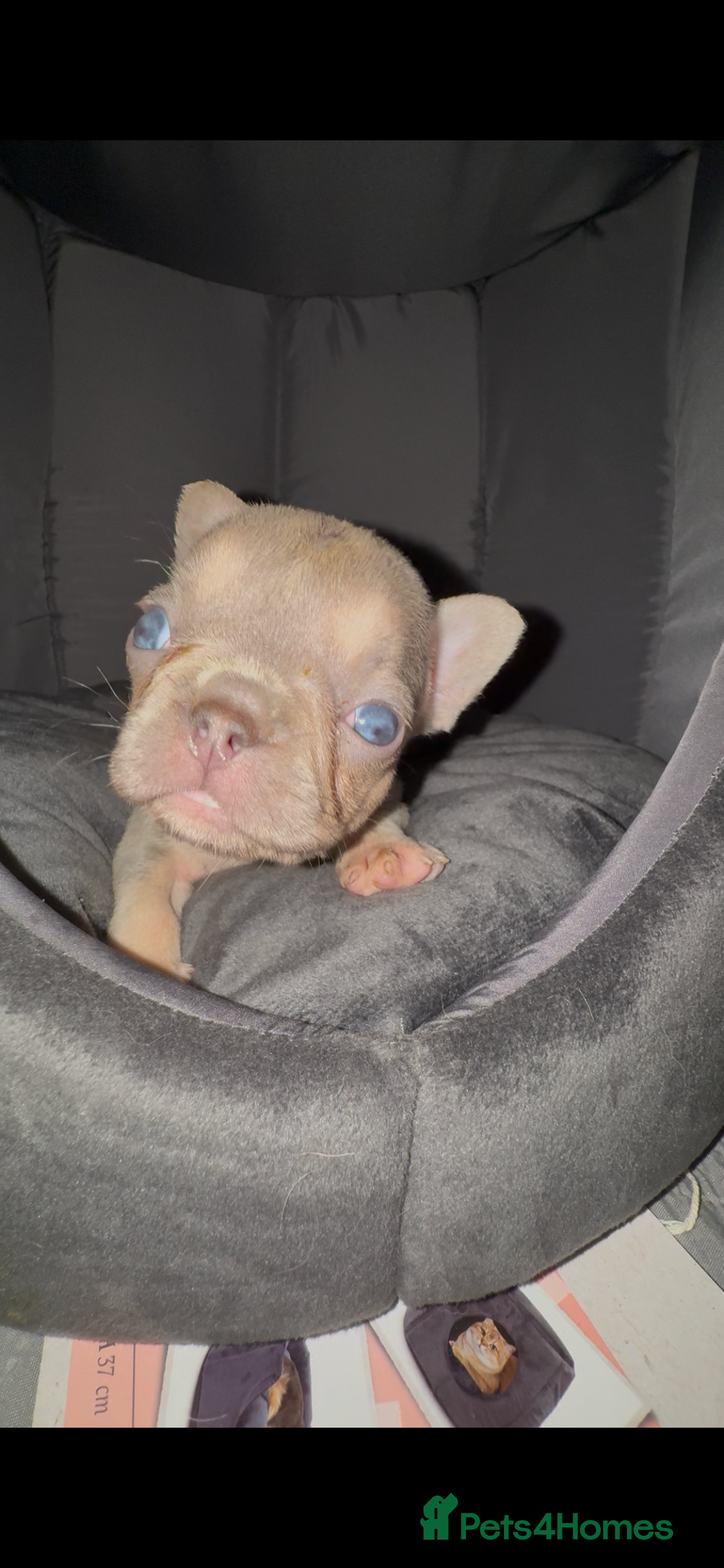French Bulldog dogs ⭐️Gorgeous French Bulldog Puppies⭐️ - Advert 3