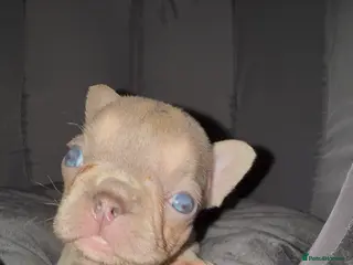 French Bulldog dogs ⭐️Gorgeous French Bulldog Puppies⭐️ - Advert 2