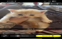 Maine Coon cats for sale: Beautiful Maine coon kittens 07396998601 - Image 9