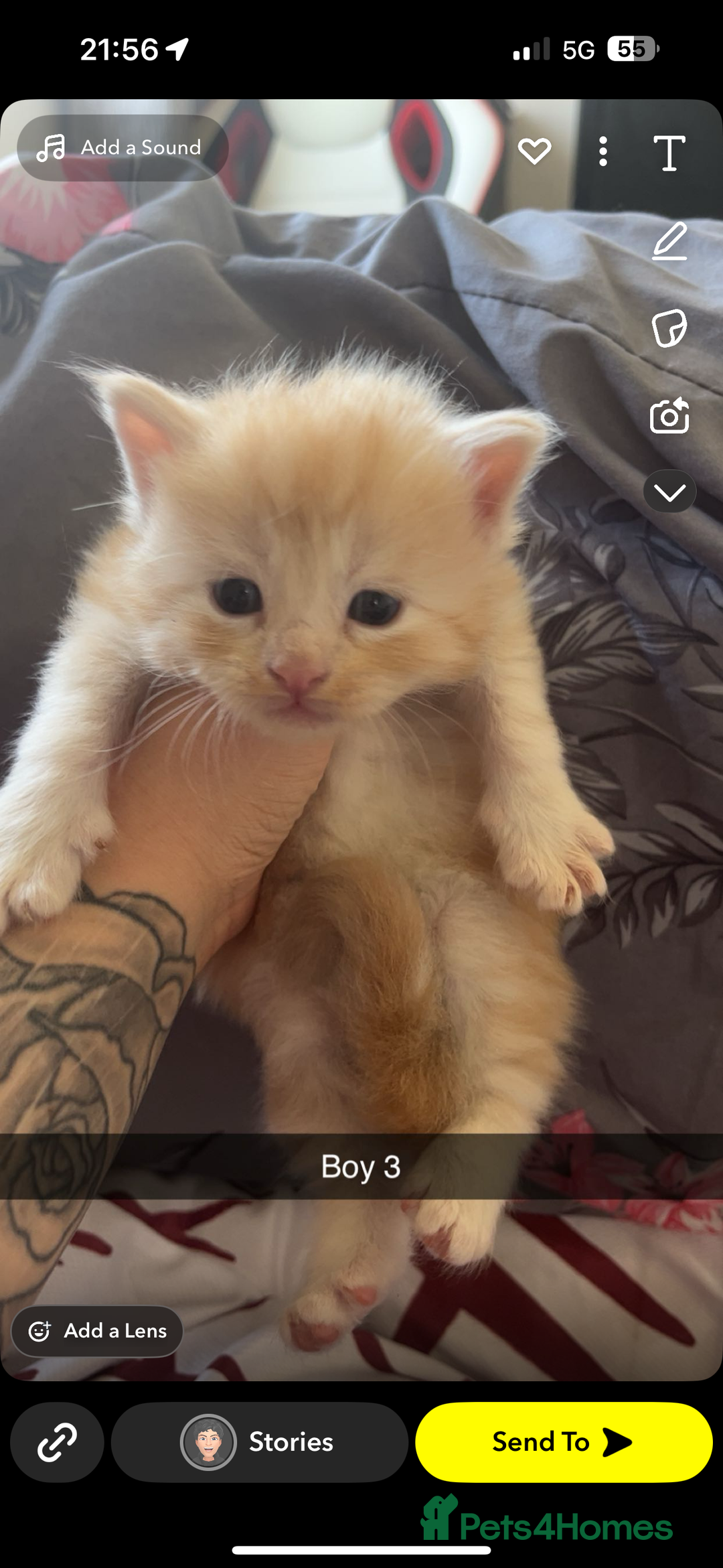 Maine Coon cats for sale: Beautiful Maine coon kittens 07396998601 - Image 9