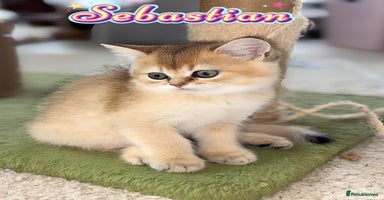 British Shorthair cats - Advert 3