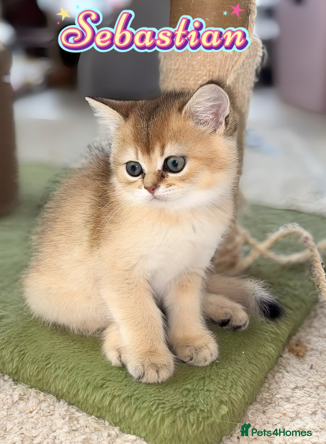 British Shorthair cats for sale: GCCF registered Golden BSH champion line, Boys - Image 2