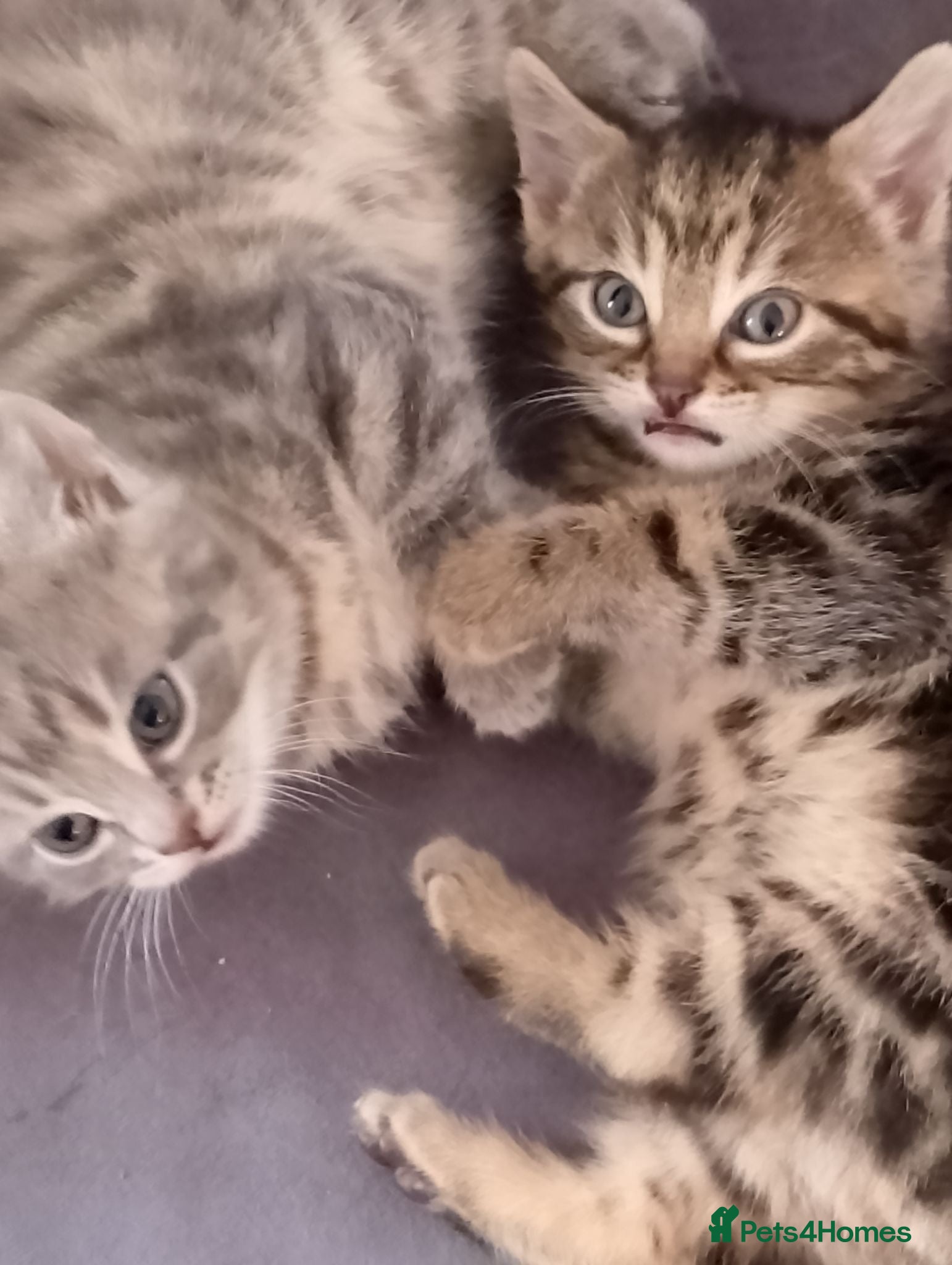 Bengal cats READY NOW Female Bengal kittens - Advert 7