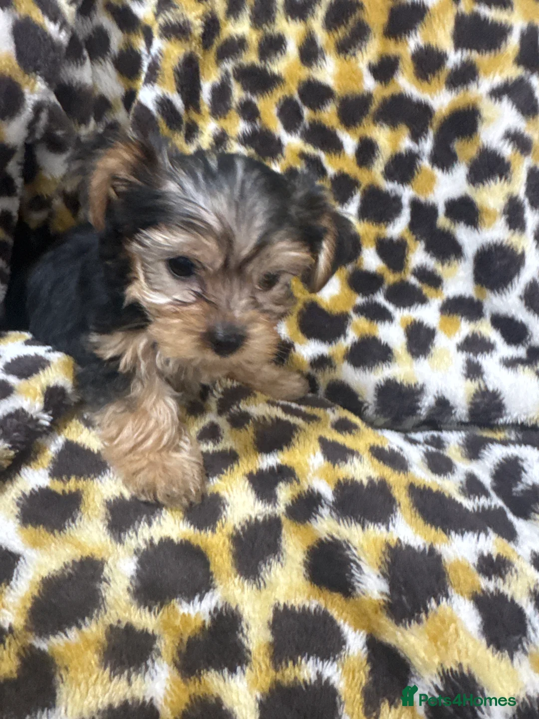 Yorkshire Terrier dogs for sale: Yorkshire Terrier puppies  - Advert 1