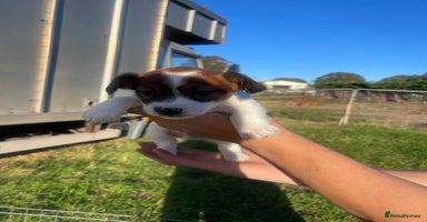 Jack Russell dogs - Advert 5