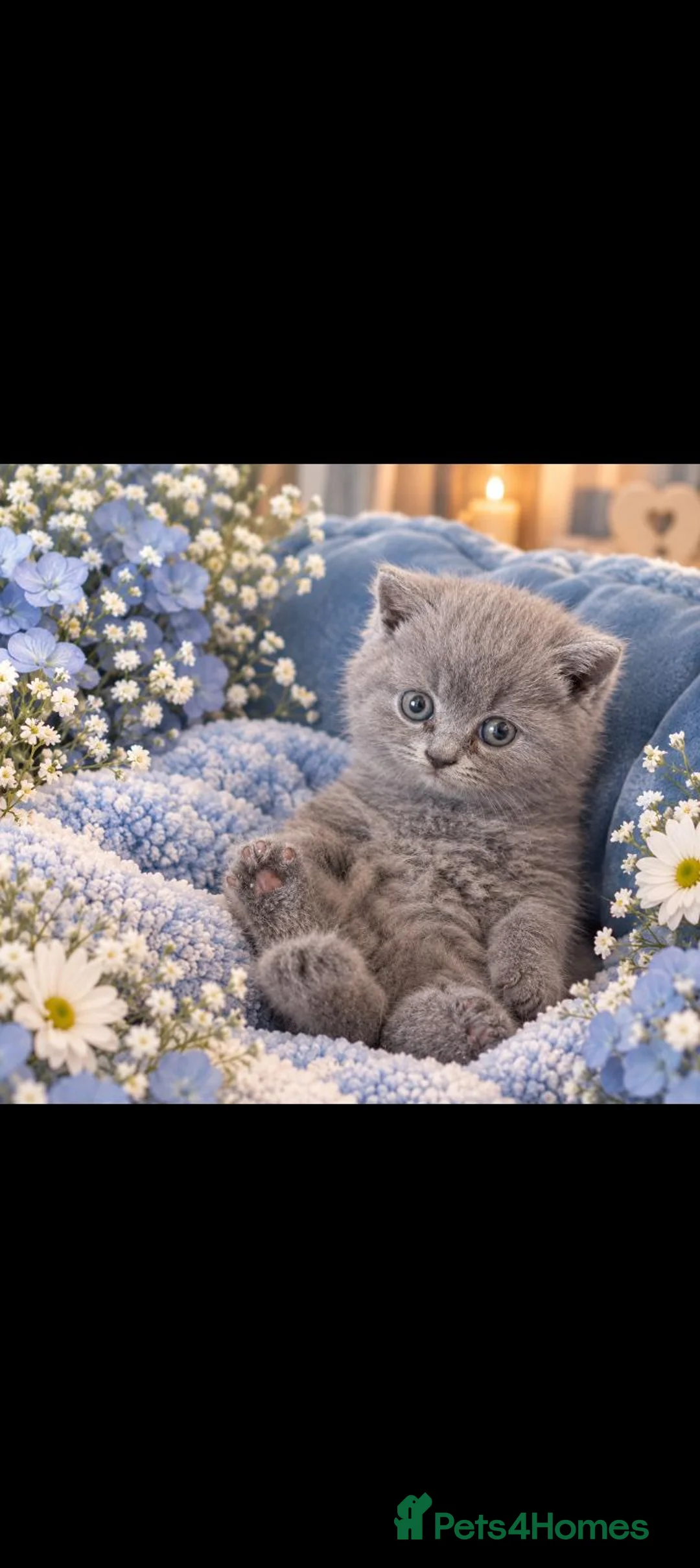 British Shorthair cats for sale: Champion purebred British Shorthairs  - Advert 2