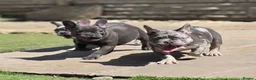 French Bulldog dogs for sale: REDUCED Stunning French Bulldog Pups  - Advert 14