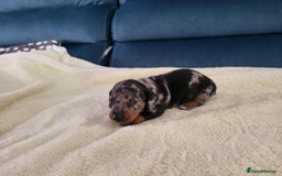 Miniature Dachshund dogs for sale: Miniature dachshund short haired puppies for sale£ - Image 8