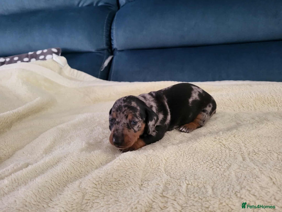 Miniature Dachshund dogs for sale: Miniature dachshund short haired puppies for sale£ - Image 8