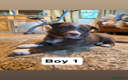 Border Collie dogs for sale: Working red/brown border collie pups 1 BOY LEFT - Image 1