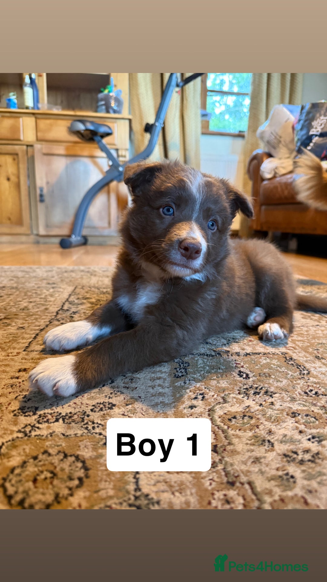 Border Collie dogs for sale: Working red/brown border collie pups 1 BOY LEFT - Image 1