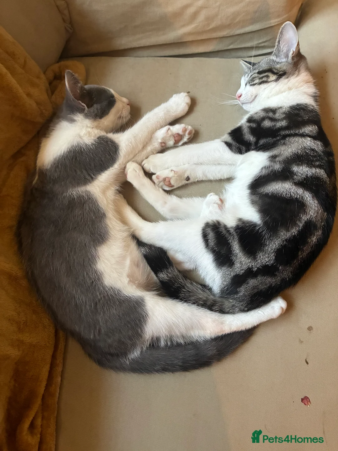 Mixed Breed cats for sale: Marielle - Advert 2
