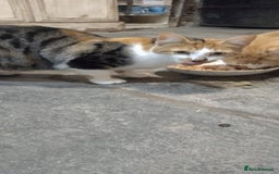 Mixed Breed cats for sale: Two kittens - Image 1