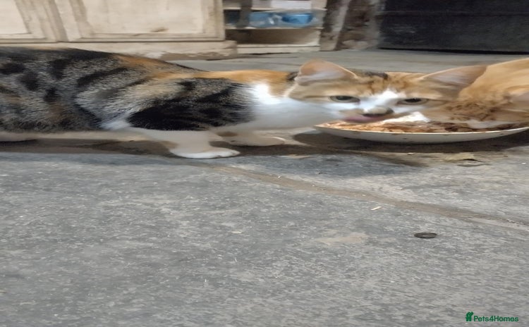 Mixed Breed cats - Advert 6