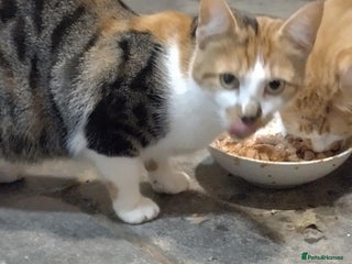 Mixed Breed cats - Advert 36